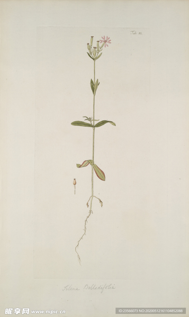 精美绘画草本植物图谱