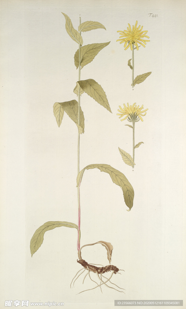 精美绘画草本植物图谱