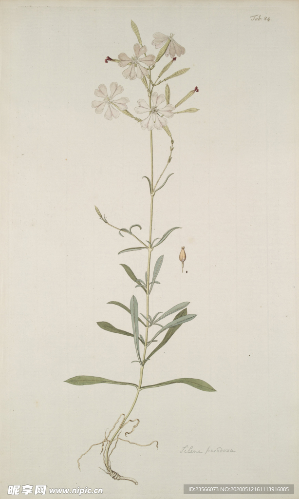 精美绘画草本植物图谱