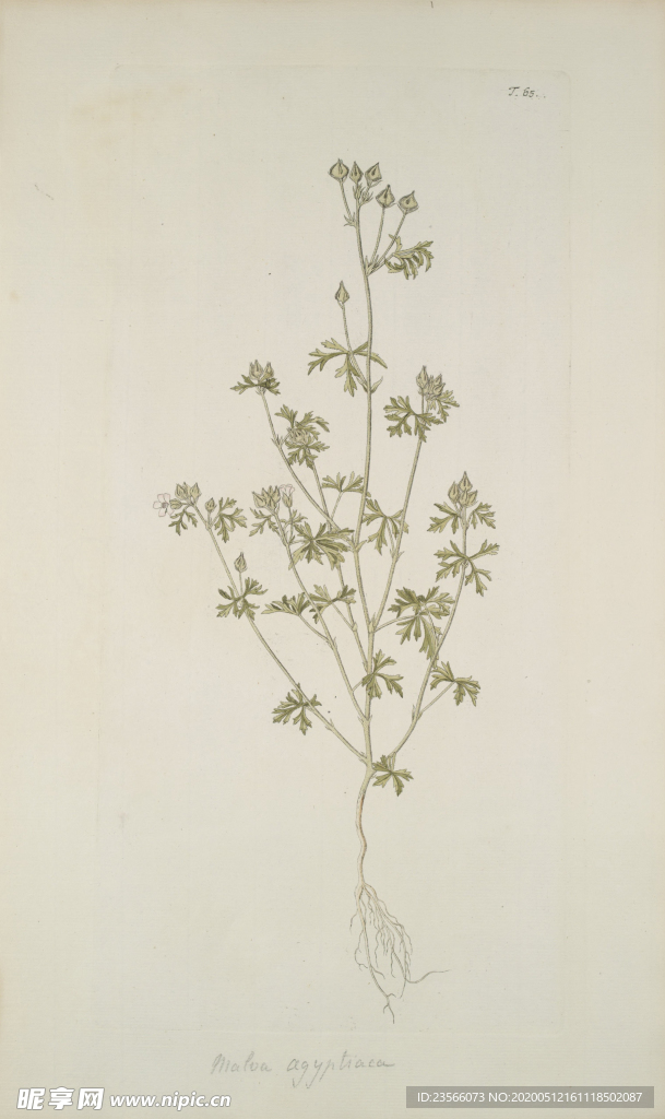 精美绘画草本植物图谱