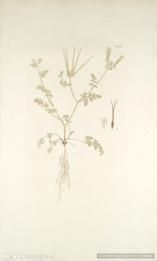 精美绘画草本植物图谱