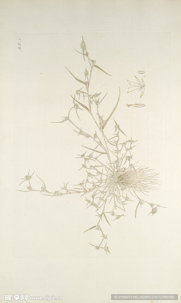 精美绘画草本植物图谱