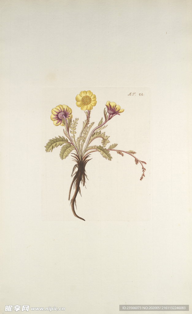 精美绘画草本植物图谱