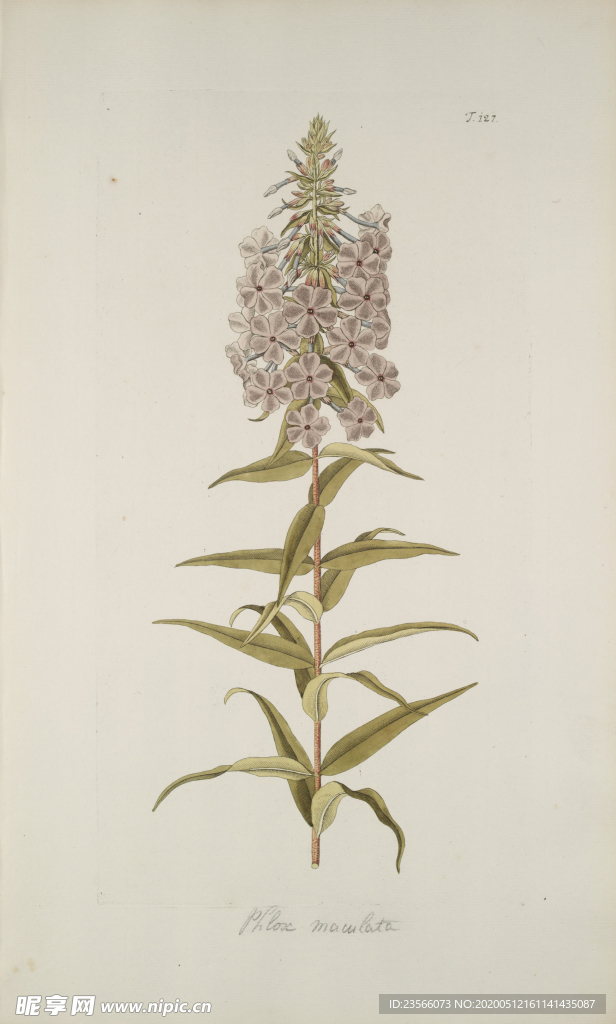 精美绘画草本植物图谱