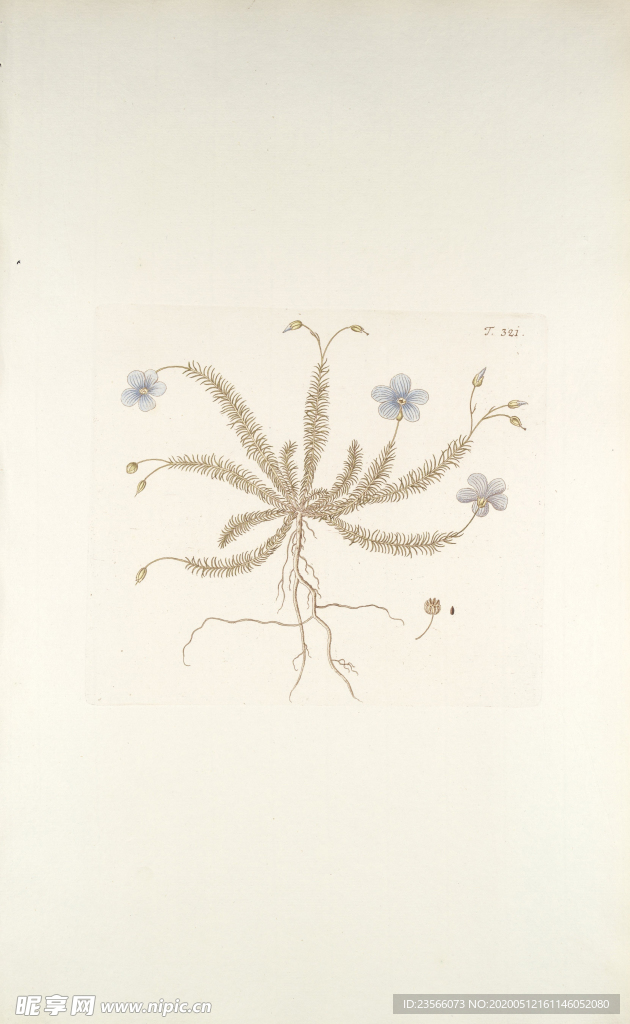 精美绘画草本植物图谱