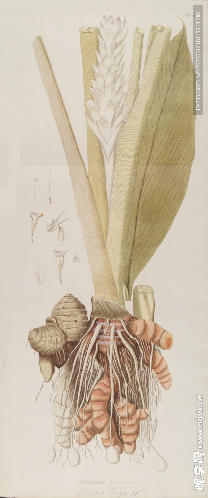 精美绘画草本植物图谱