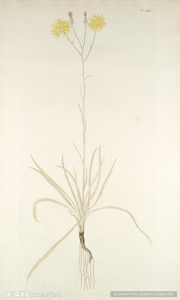 精美绘画草本植物图谱