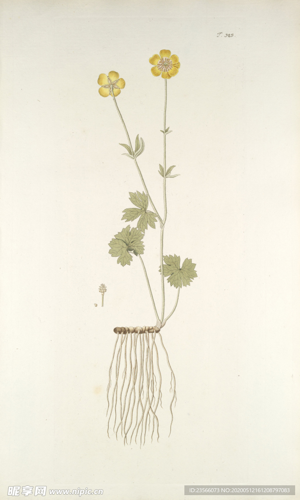 精美绘画草本植物图谱