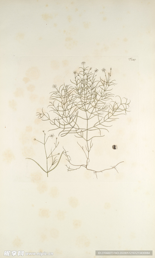 精美绘画草本植物图谱