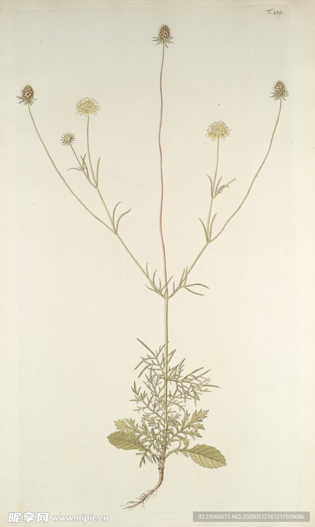 精美绘画草本植物图谱