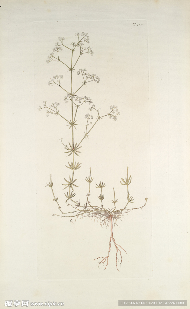 精美绘画草本植物图谱