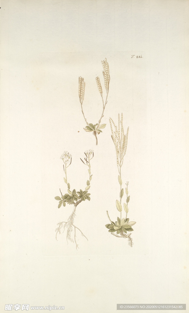 精美绘画草本植物图谱