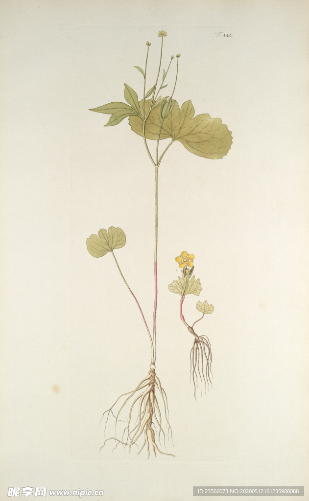 精美绘画草本植物图谱