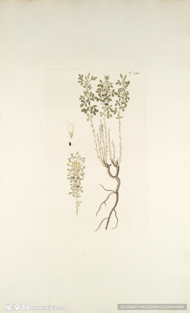 精美绘画草本植物图谱