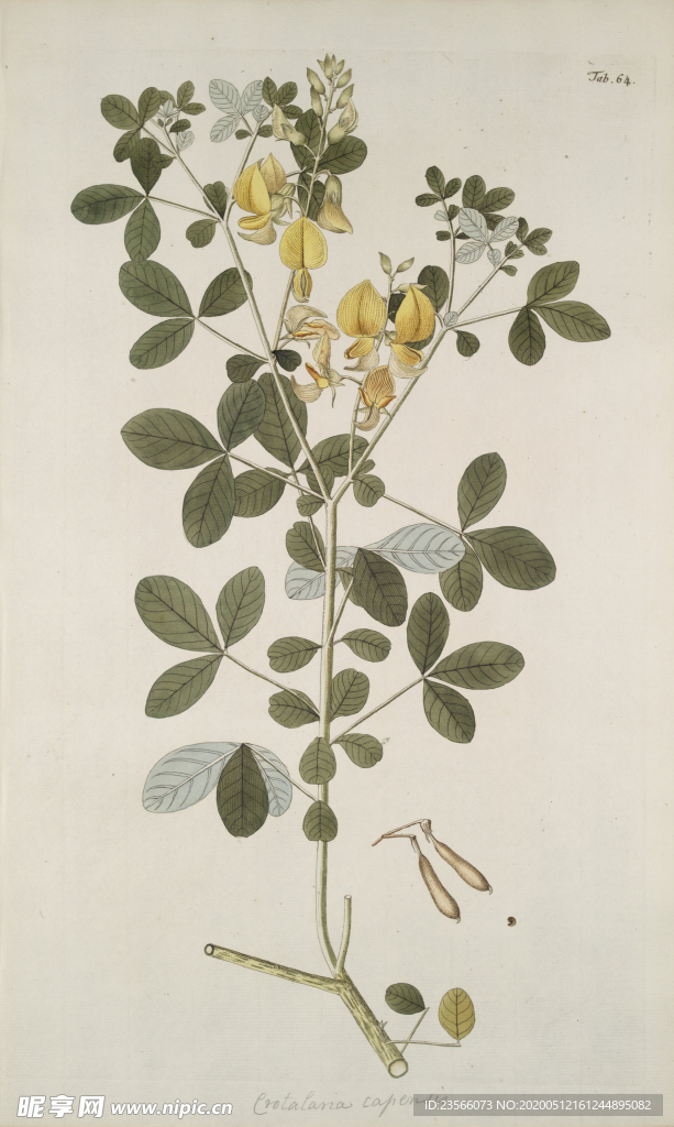 精美绘画草本植物图谱