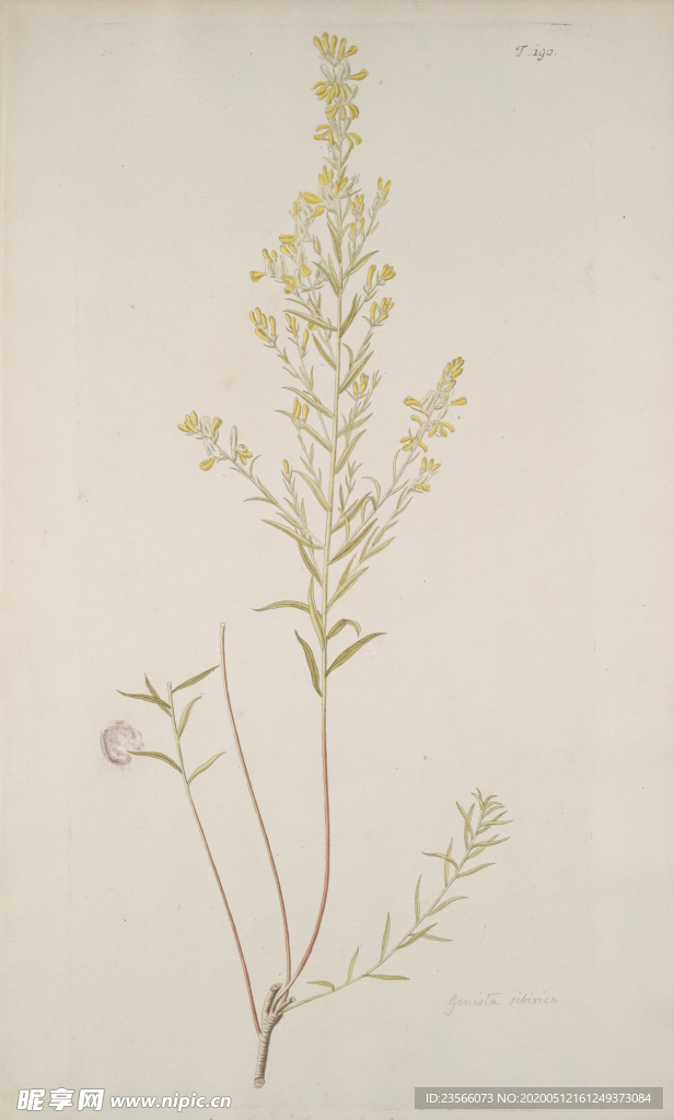 精美绘画草本植物图谱