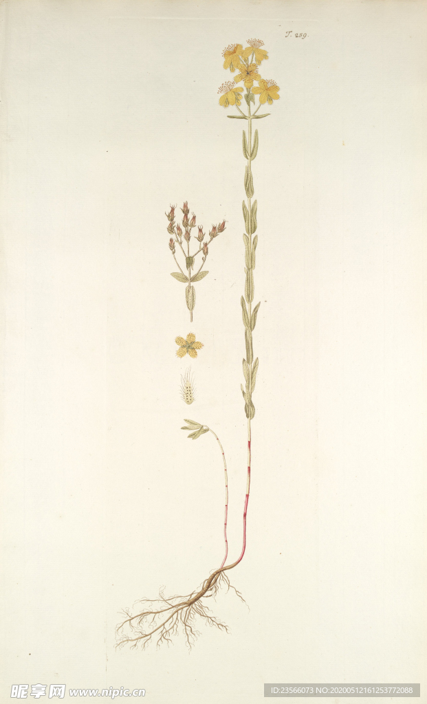 精美绘画草本植物图谱