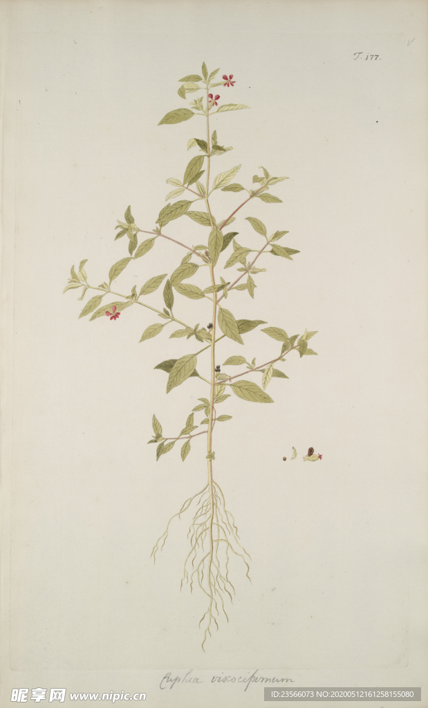 精美绘画草本植物图谱