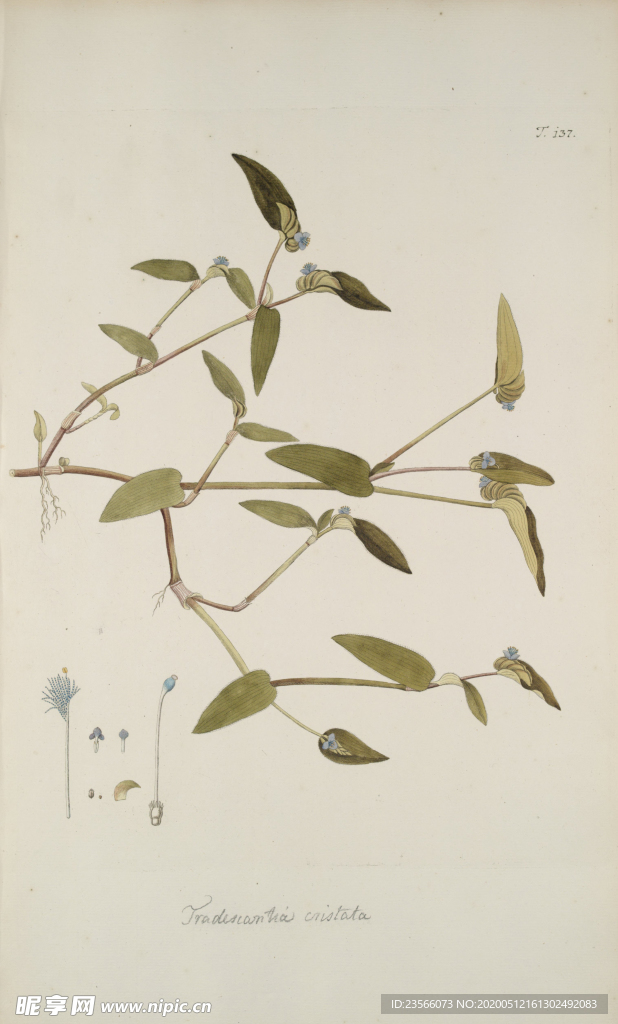 精美绘画草本植物图谱