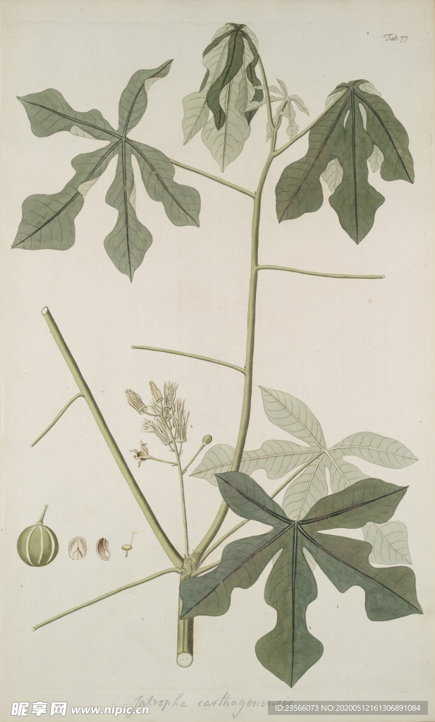 精美绘画草本植物图谱