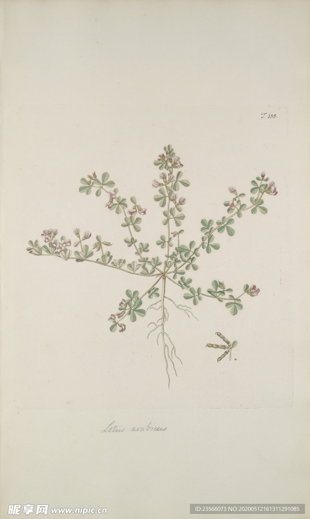 精美绘画草本植物图谱