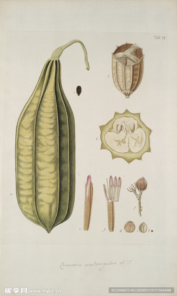 精美绘画草本植物图谱