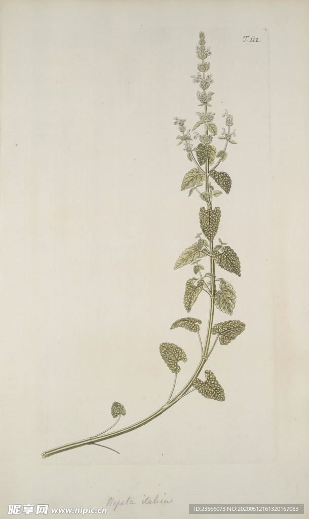 精美绘画草本植物图谱