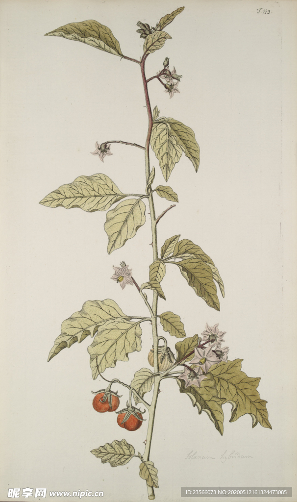 精美绘画草本植物图谱