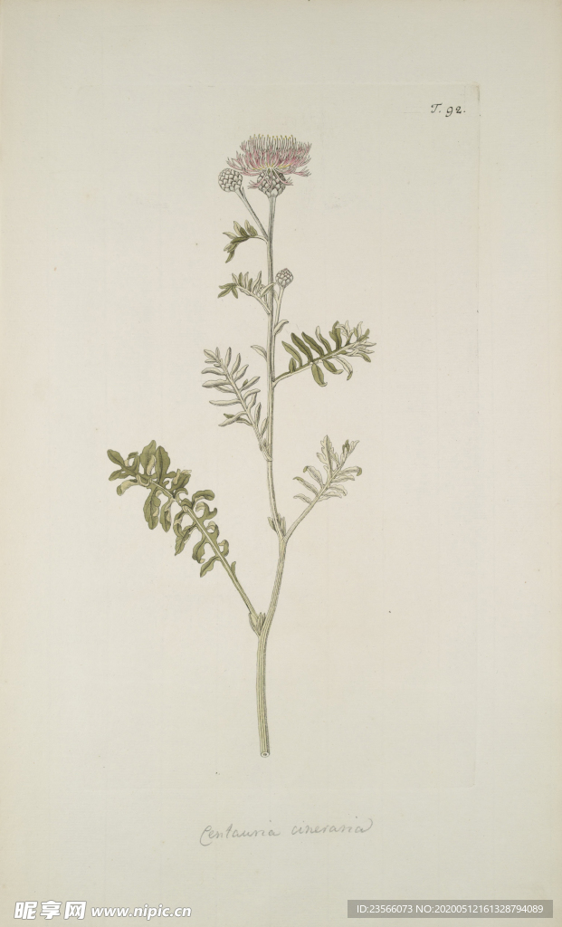 精美绘画草本植物图谱