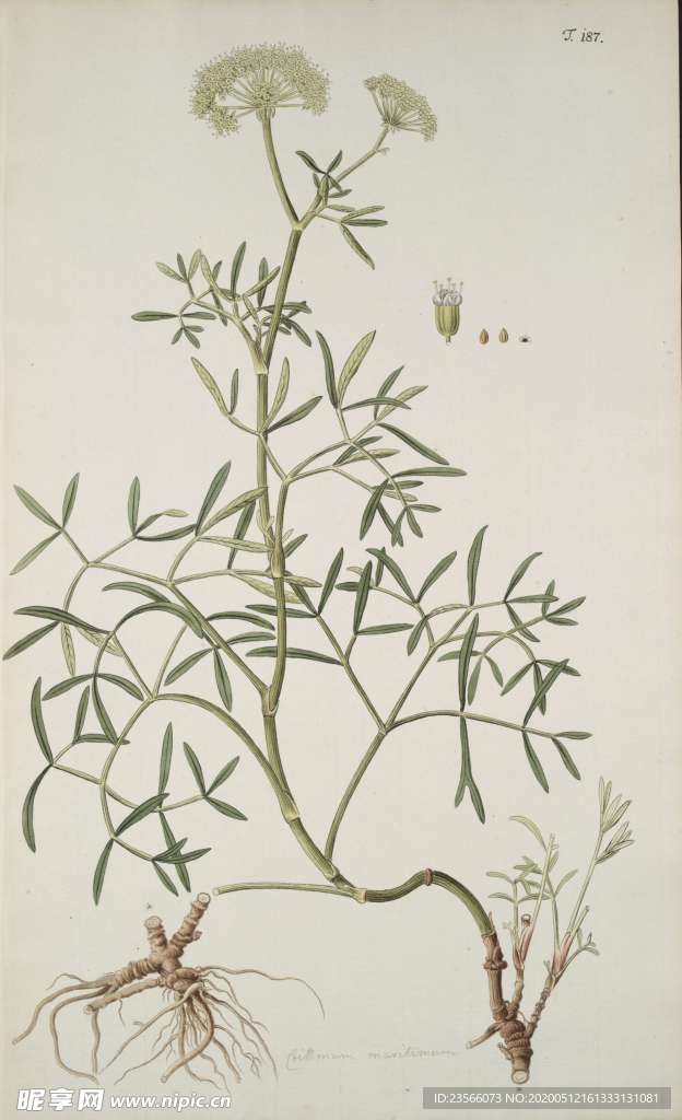 精美绘画草本植物图谱