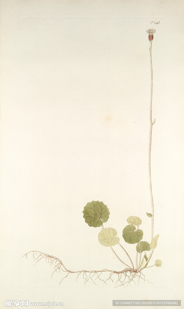 精美绘画草本植物图谱