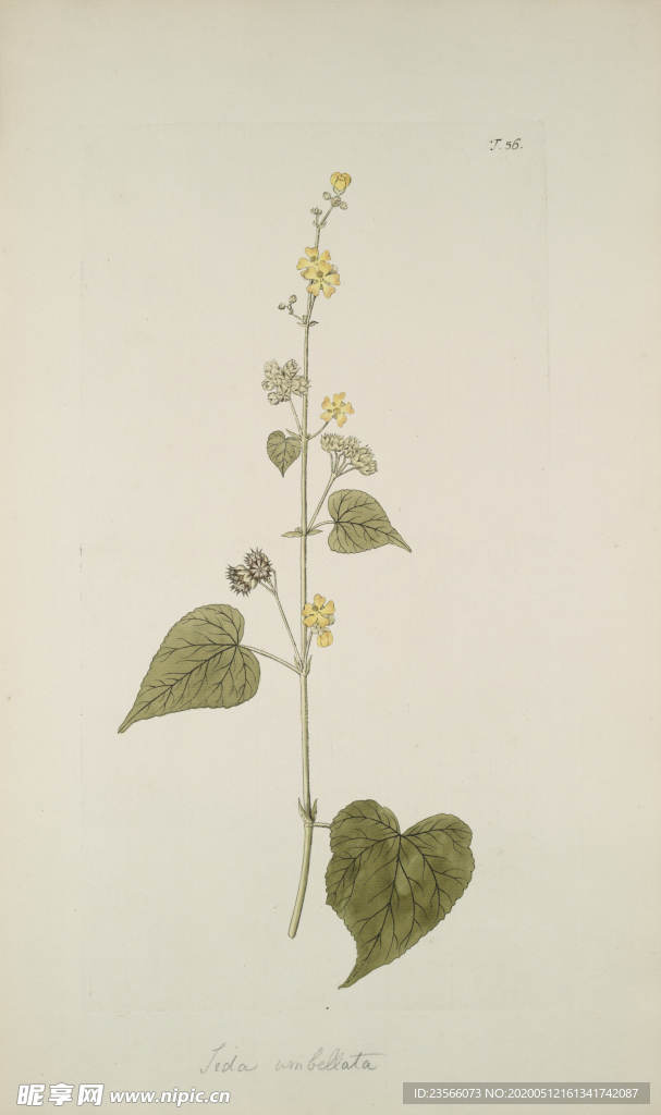 精美绘画草本植物图谱