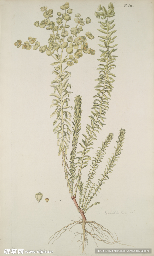 精美绘画草本植物图谱