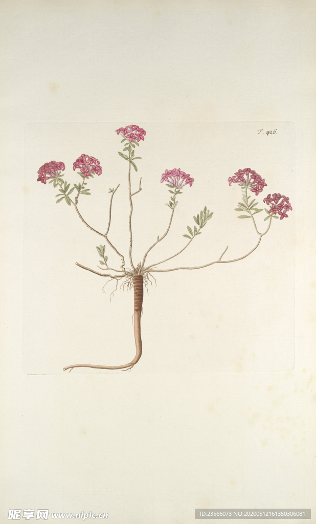 精美绘画草本植物图谱