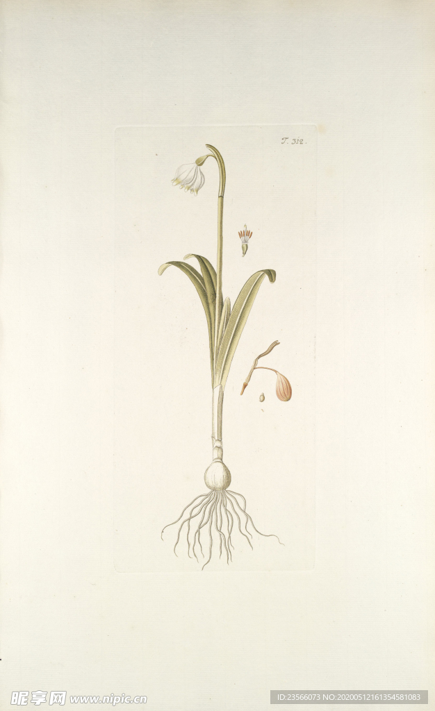 精美绘画草本植物图谱