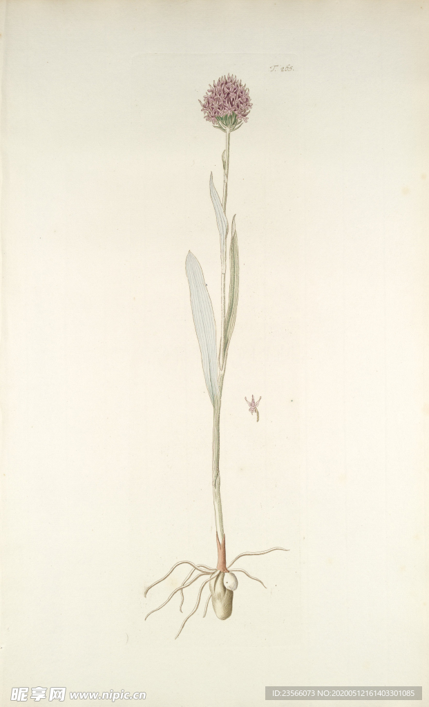 精美绘画草本植物图谱