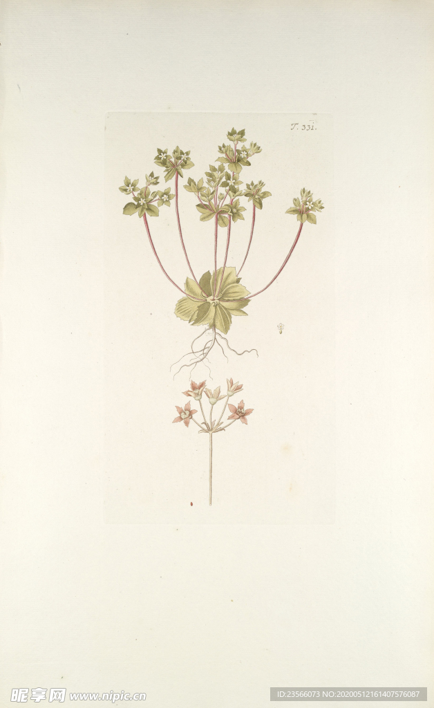 精美绘画草本植物图谱