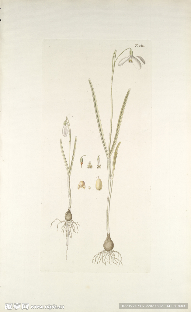 精美绘画草本植物图谱