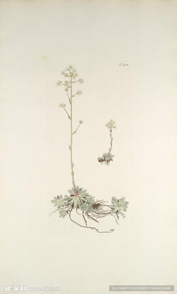 精美绘画草本植物图谱