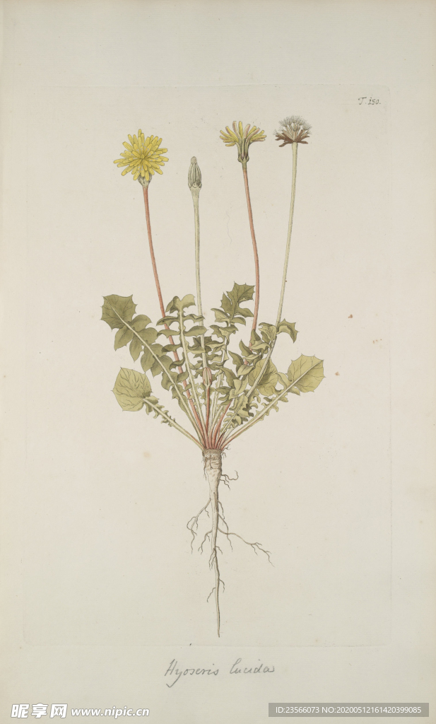 精美绘画草本植物图谱