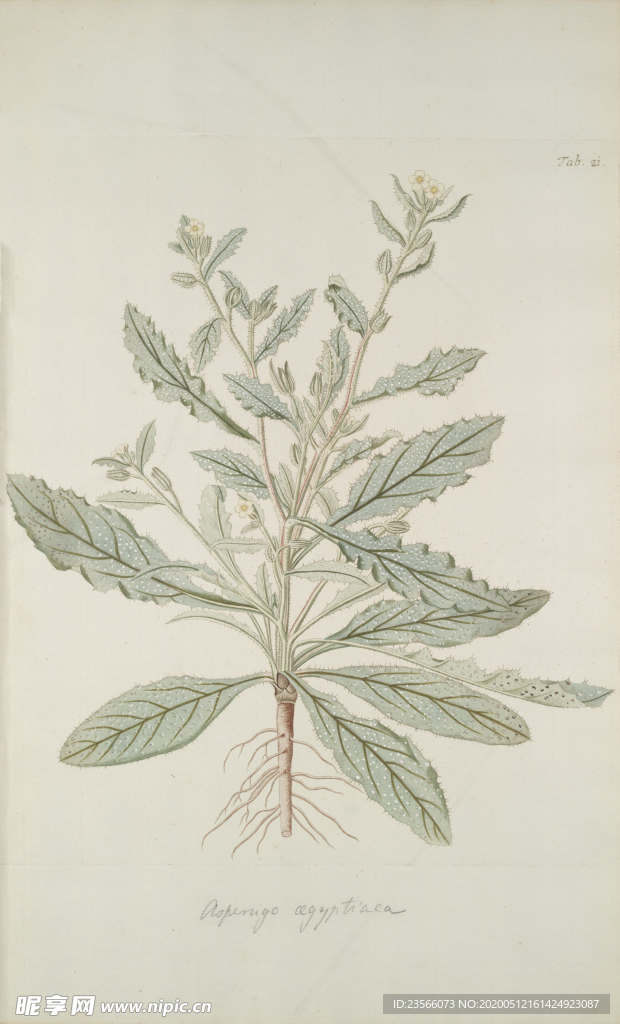 精美绘画草本植物图谱