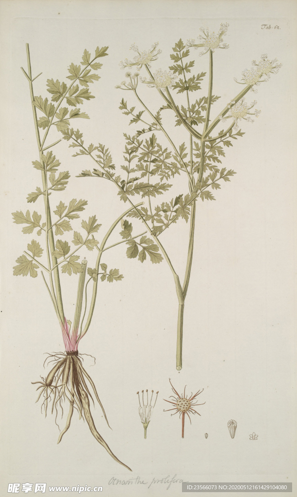 精美绘画草本植物图谱