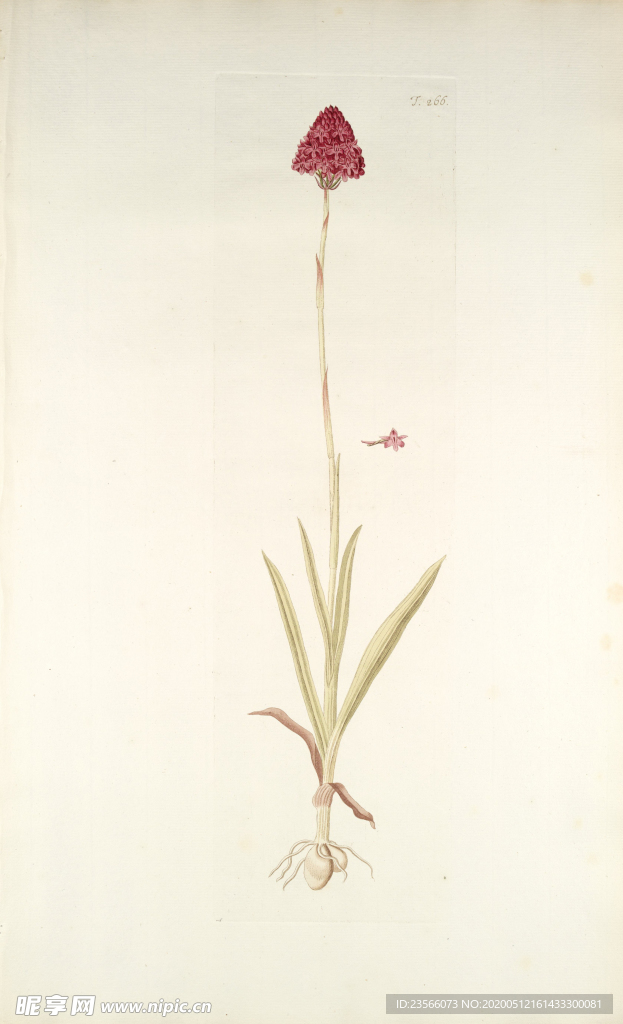 精美绘画草本植物图谱