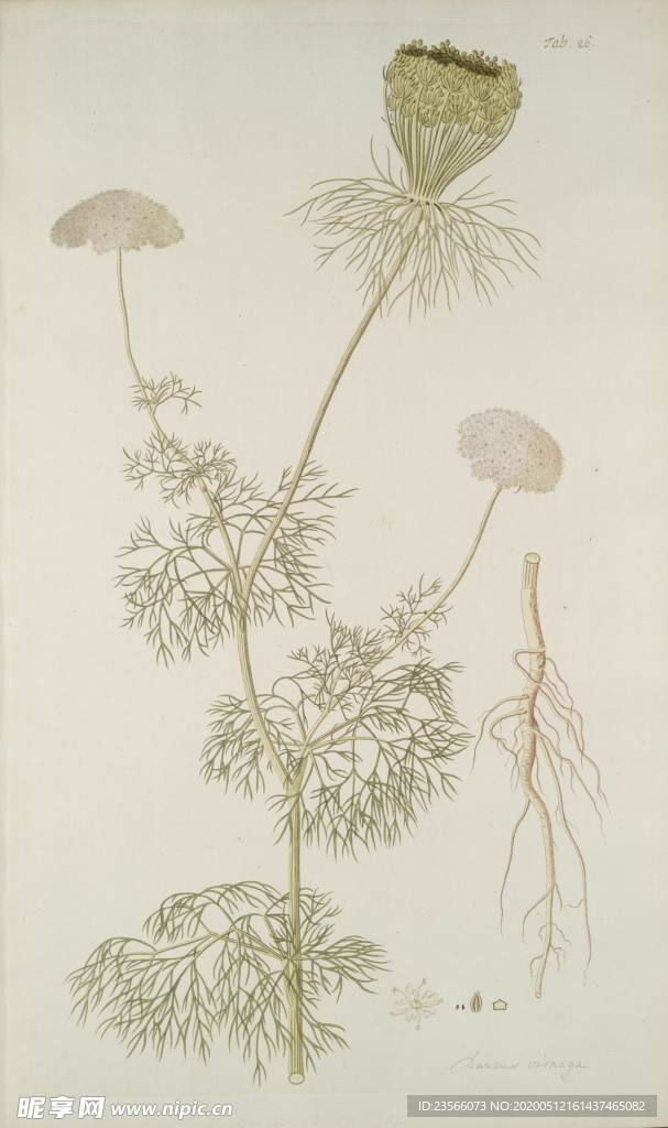 精美绘画草本植物图谱