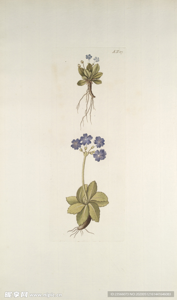 精美绘画草本植物图谱