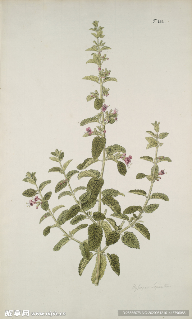 精美绘画草本植物图谱