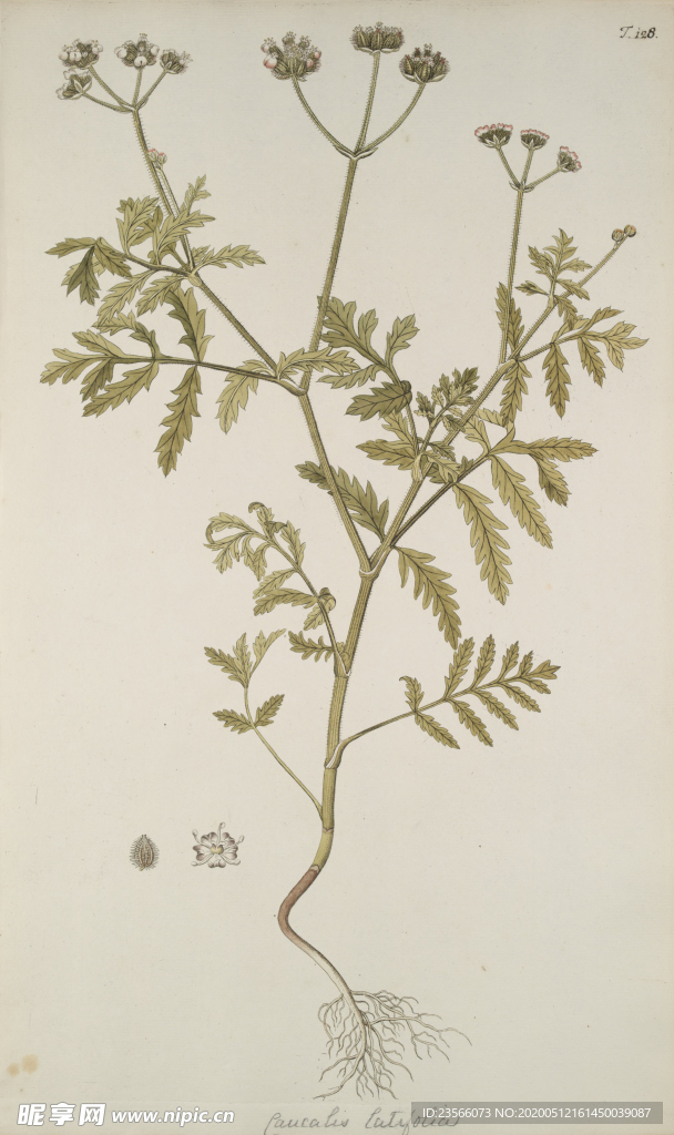 精美绘画草本植物图谱