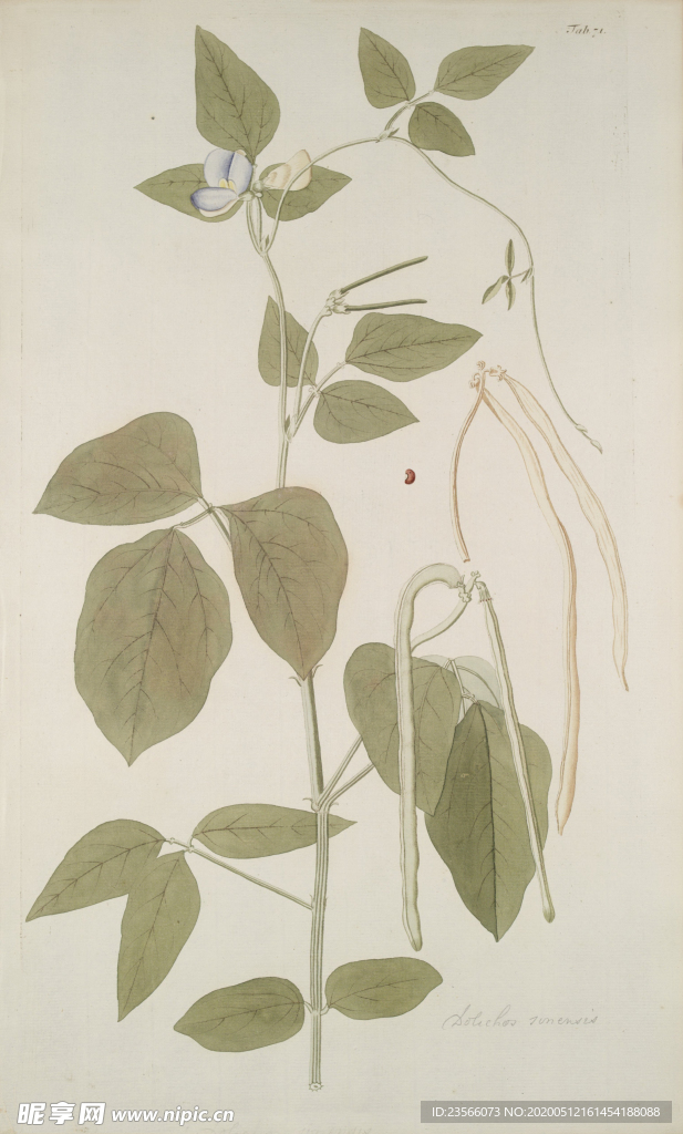 精美绘画草本植物图谱