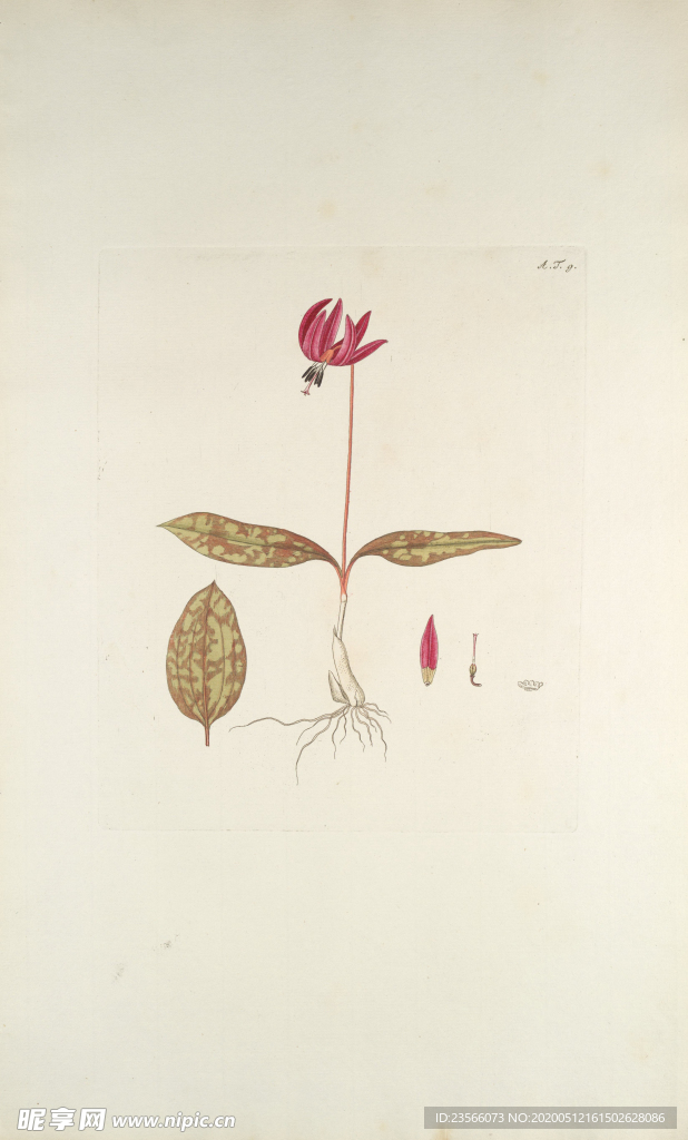 精美绘画草本植物图谱