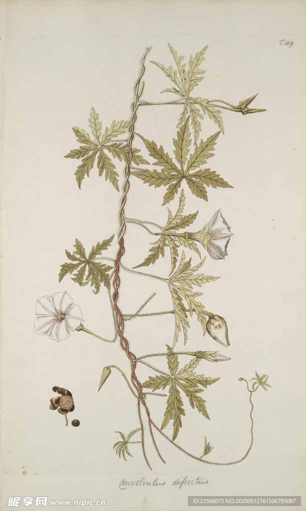 精美绘画草本植物图谱